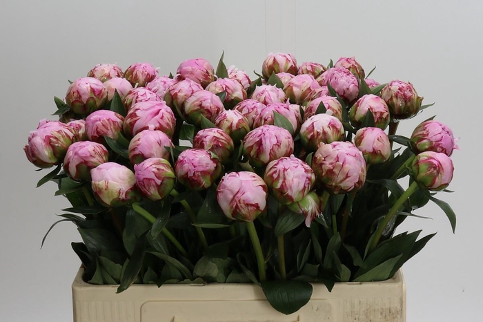 <h4>Paeonia Sarah Bernhardt</h4>