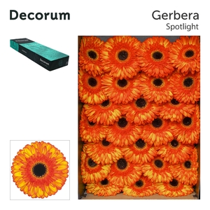 Gerbera Spotlight Doos