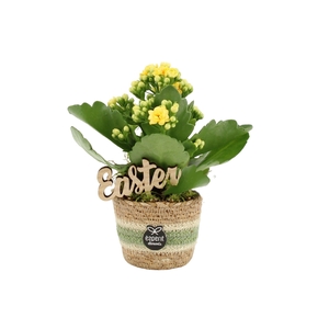 70708: Easter arrangement