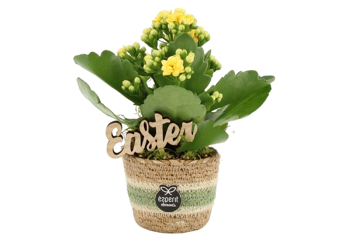 <h4>70708: Easter arrangement</h4>