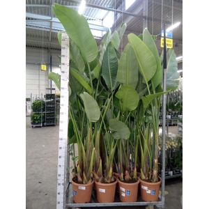 Strelitzia nicolai