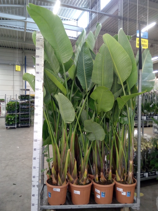 <h4>Strelitzia nicolai</h4>