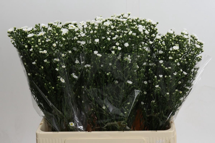 <h4>Aster Paquita</h4>