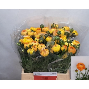 RAN AAZUR ORANGE STR