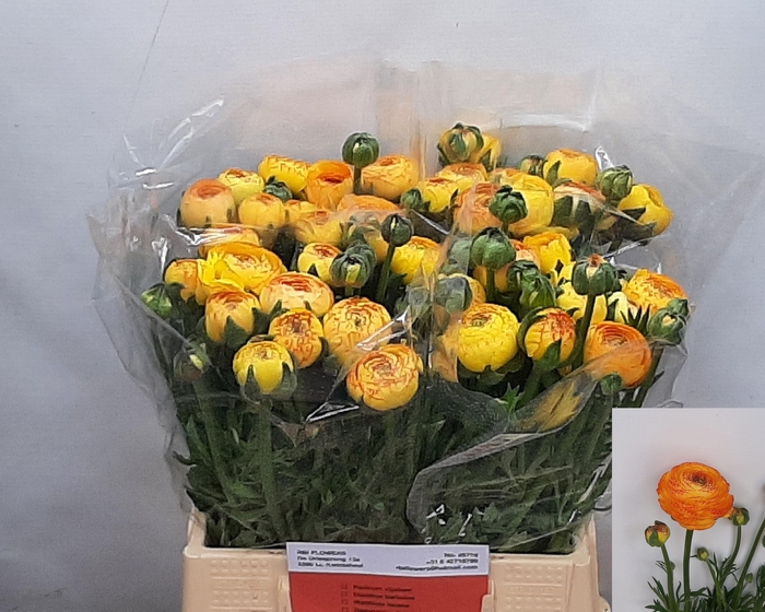 <h4>RAN AAZUR ORANGE STR</h4>