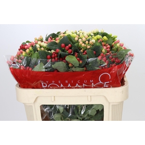 Hypericum Rainbow Romance Spray