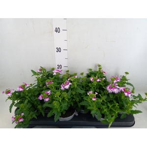 Verbena  'Lanai Twister Blue'