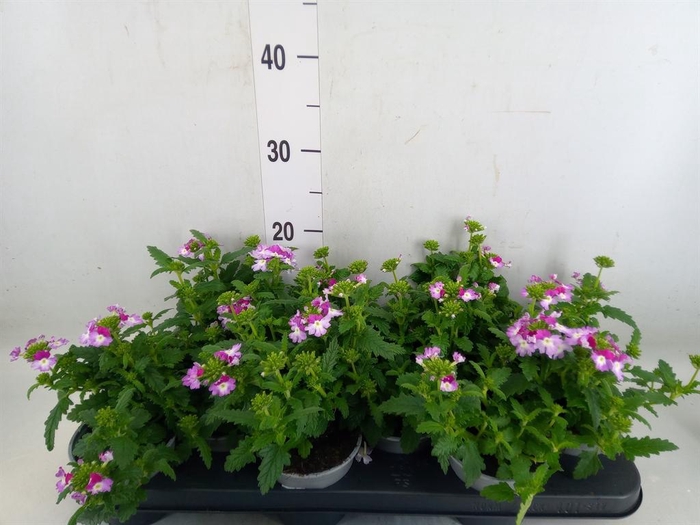 <h4>Verbena  'Lanai Twister Blue'</h4>