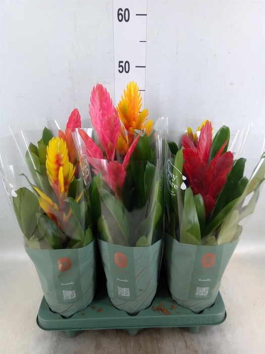 <h4>Vriesea   ...mix</h4>