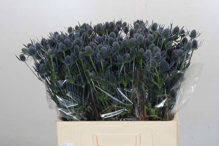 Eryngium Blue Dynamite