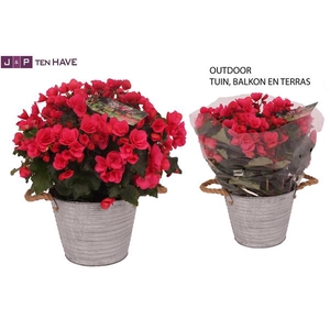 Begonia ''Betulia Pink'' Outdoor in Zink Sierpot