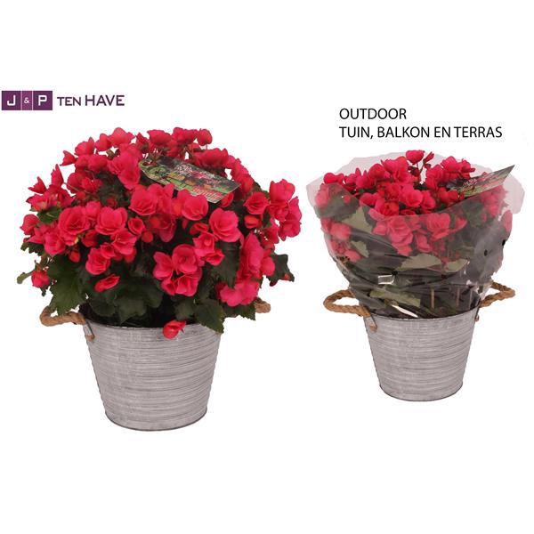 <h4>Begonia ''Betulia Pink'' Outdoor in Zink Sierpot</h4>