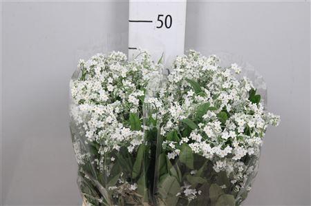 <h4>Myos Alp Polaris</h4>