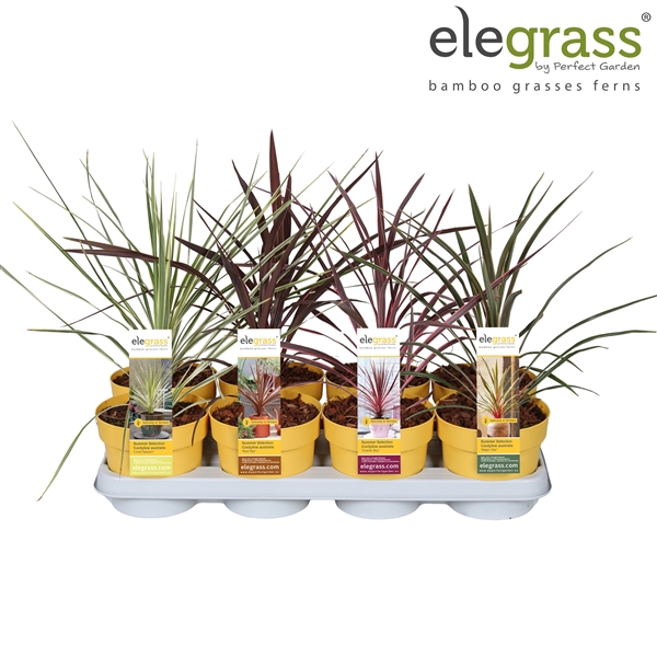 <h4>Cordyline mix tray P14</h4>
