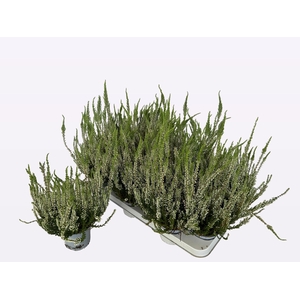 CALLU WIBOS WEISS