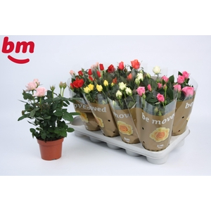 Rosa Beau Monde gemengd 12 cm