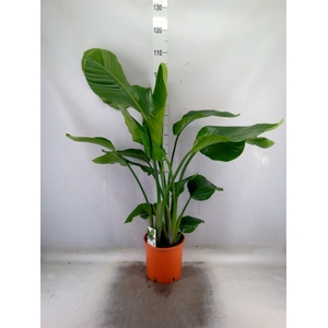 Strelitzia nicolai