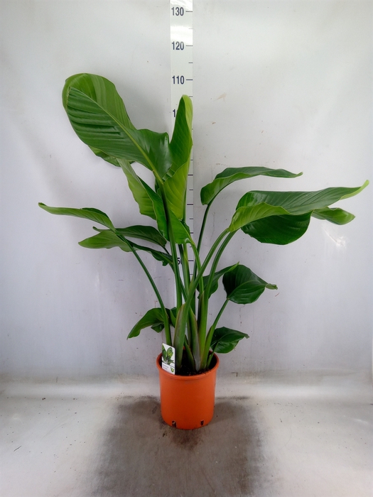 <h4>Strelitzia nicolai</h4>