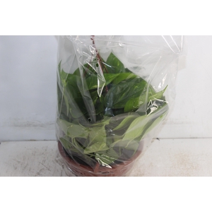 JIBOIA VERDE C21 PENDENTE