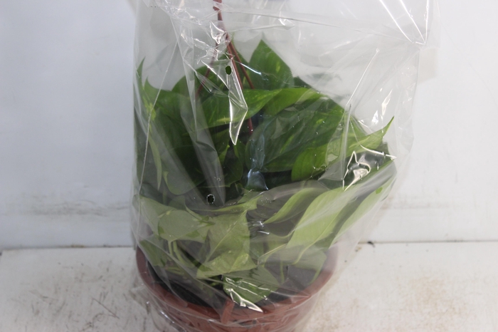 <h4>JIBOIA VERDE C21 PENDENTE</h4>
