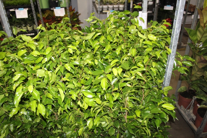 <h4>FICUS BENJAMINA P24</h4>