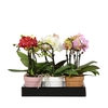 Phal Cermic Mini Mix 1-2 Spike