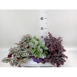 Tradescantia   ...mix