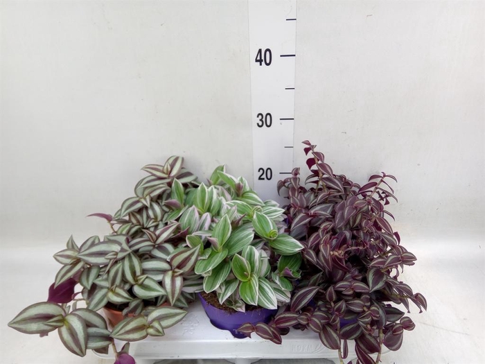 <h4>Tradescantia   ...mix</h4>