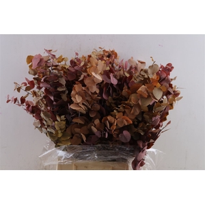 Pres Euca Stuartiana Autumn P Bunch
