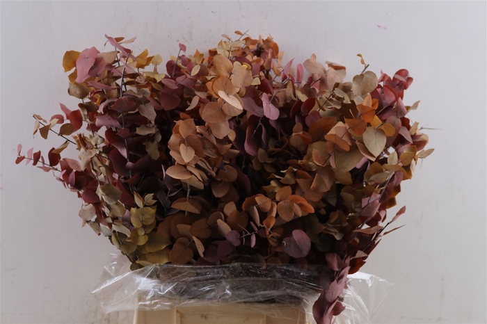 <h4>Pres Euca Stuartiana Autumn P Bunch</h4>