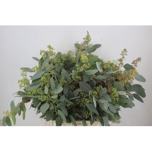 Euca Populus Berry 300gr P Bunch
