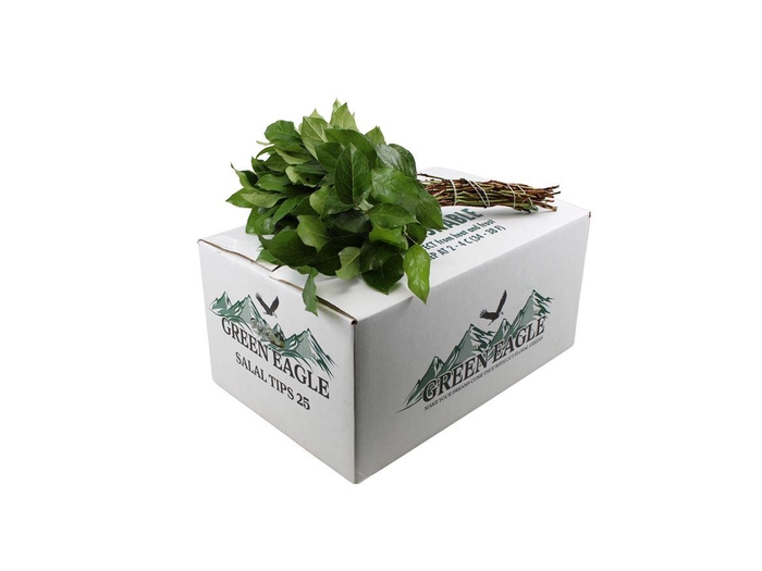 <h4>Salal Tips</h4>