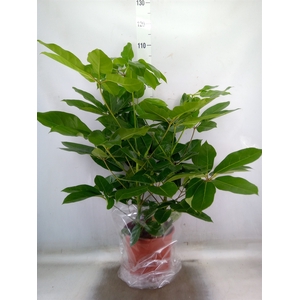 Schefflera actin. 'Amate'