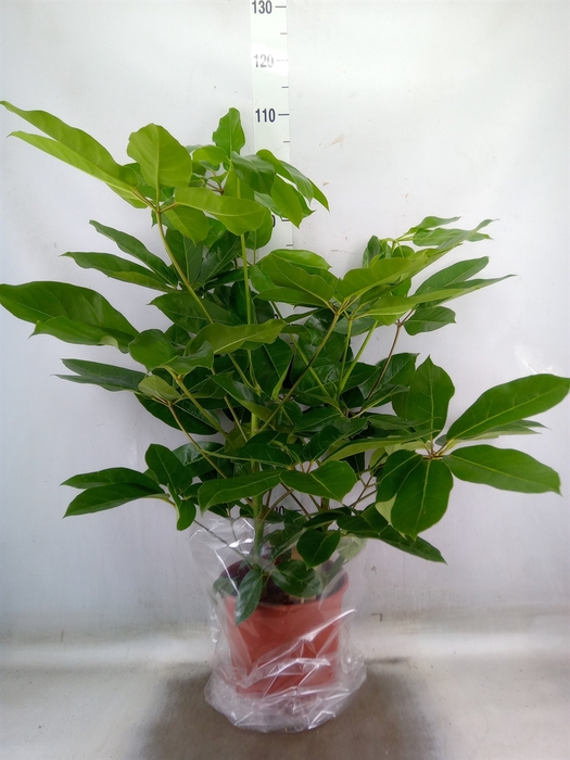 <h4>Schefflera actin. 'Amate'</h4>