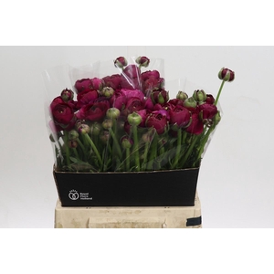 Ranunculus Amandine Violine