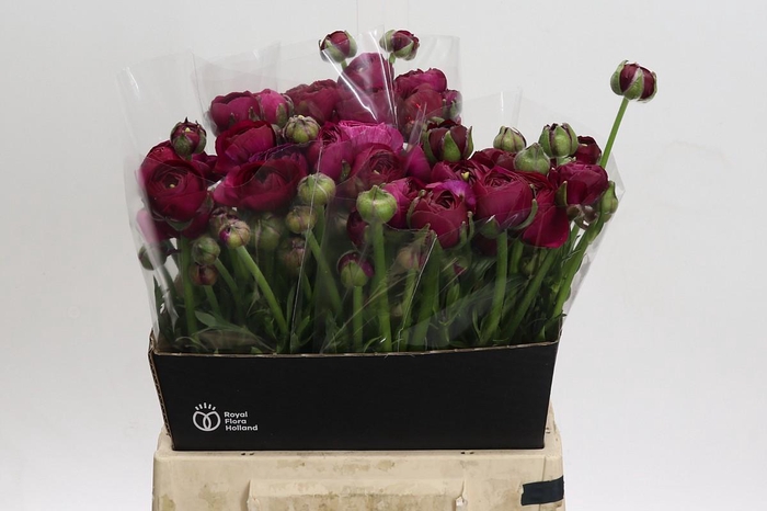 <h4>Ranunculus Amandine Violine</h4>