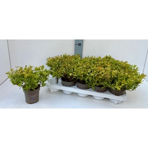 Abelia Lady Summerdream Pflanzware 11T