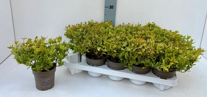 <h4>Abelia Lady Summerdream Pflanzware 11T</h4>