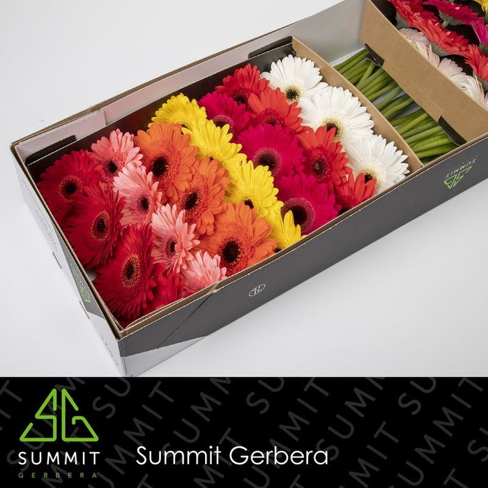 <h4>Gerbera Mix op Rij Doos</h4>