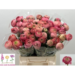 RAN AAZUR ANTIQ ROSE