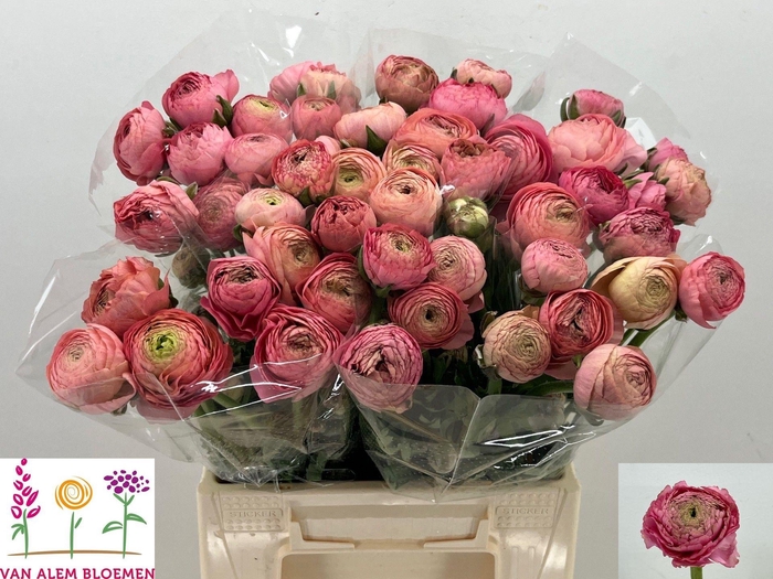 <h4>RAN AAZUR ANTIQ ROSE</h4>