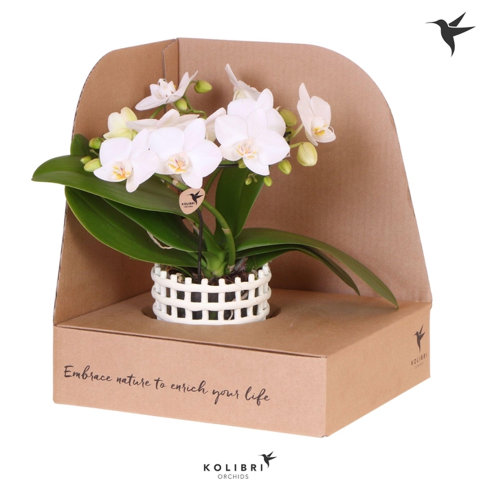 <h4>Kolibri Orchids Phalaenopsis Halo white in Mesh pot white in showbox</h4>