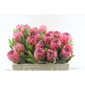 Protea Red Ice