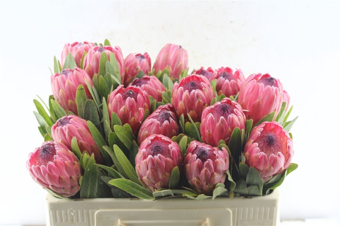<h4>Protea Red Ice</h4>
