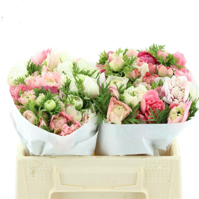 <h4>Anem Co Fstar Pink Super</h4>