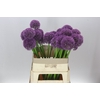 Allium Big Balls
