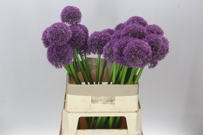 <h4>Allium Big Balls</h4>