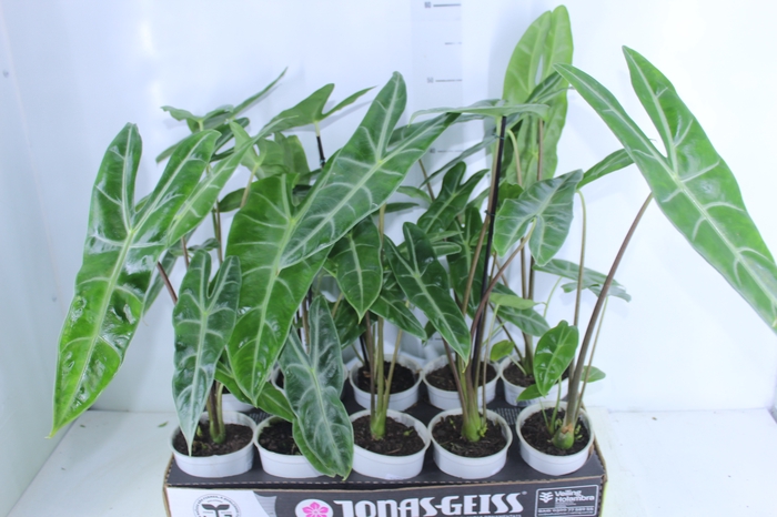 <h4>ALOCASIA LONGILOBA P12</h4>