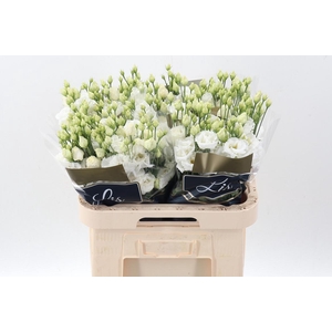 Eus G Alissa Pur Whi