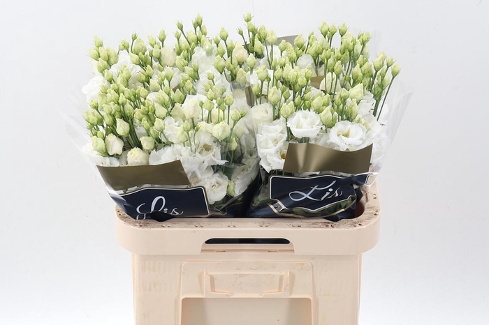 <h4>Eus G Alissa Pur Whi</h4>